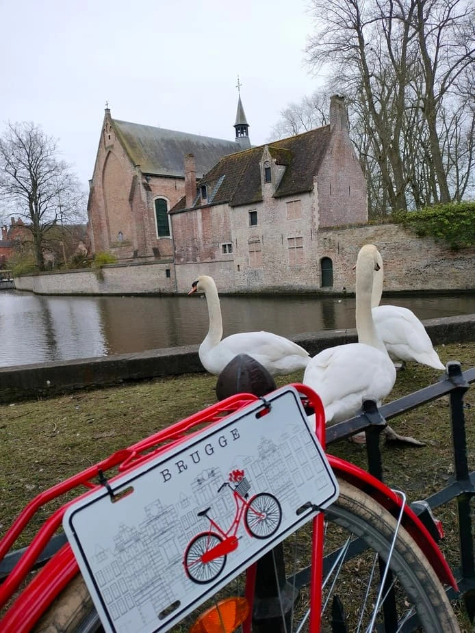 Christmas Tour - A couple of swans
