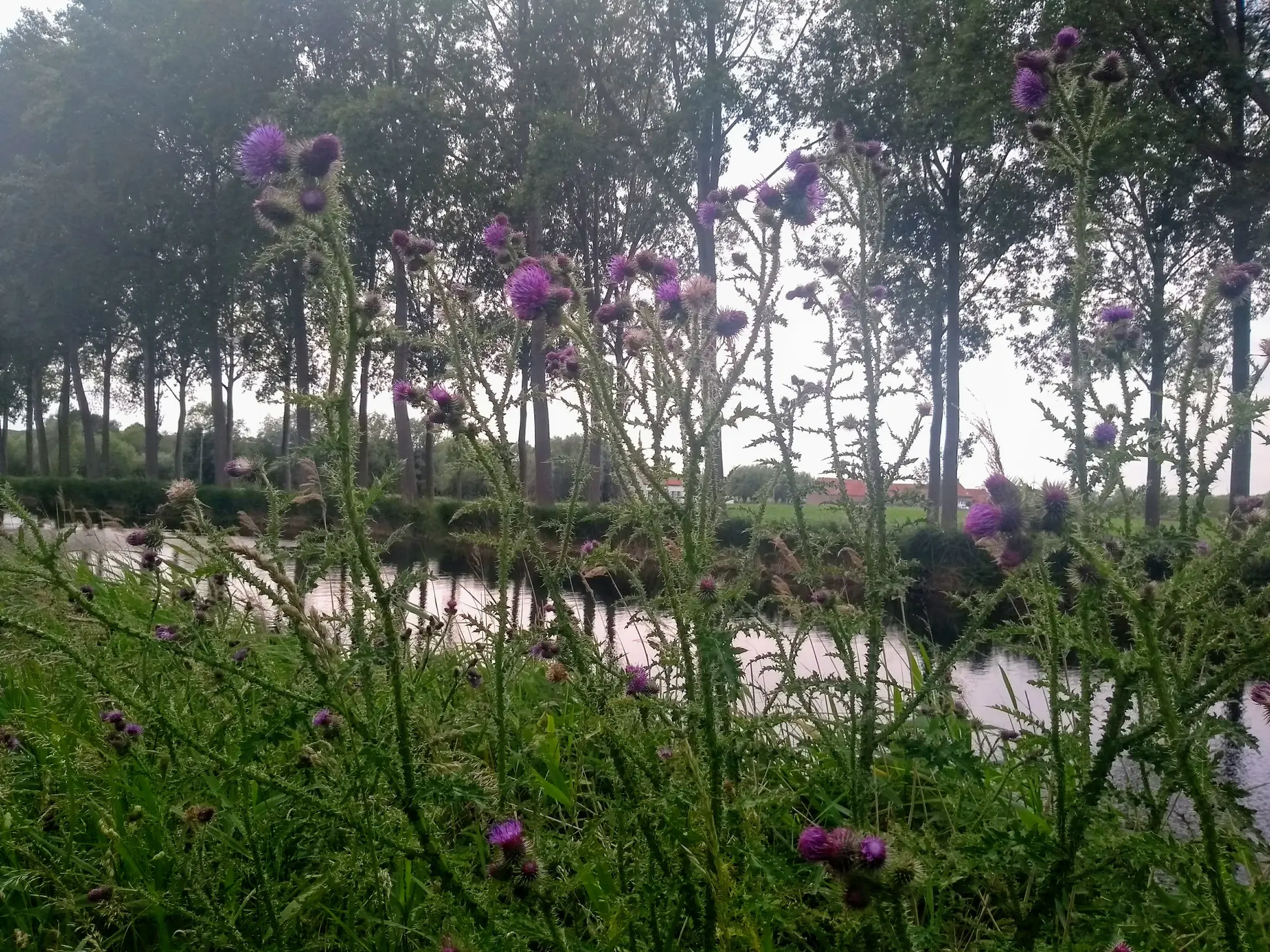 Bruges to Damme: E-Bike Countryside Escape