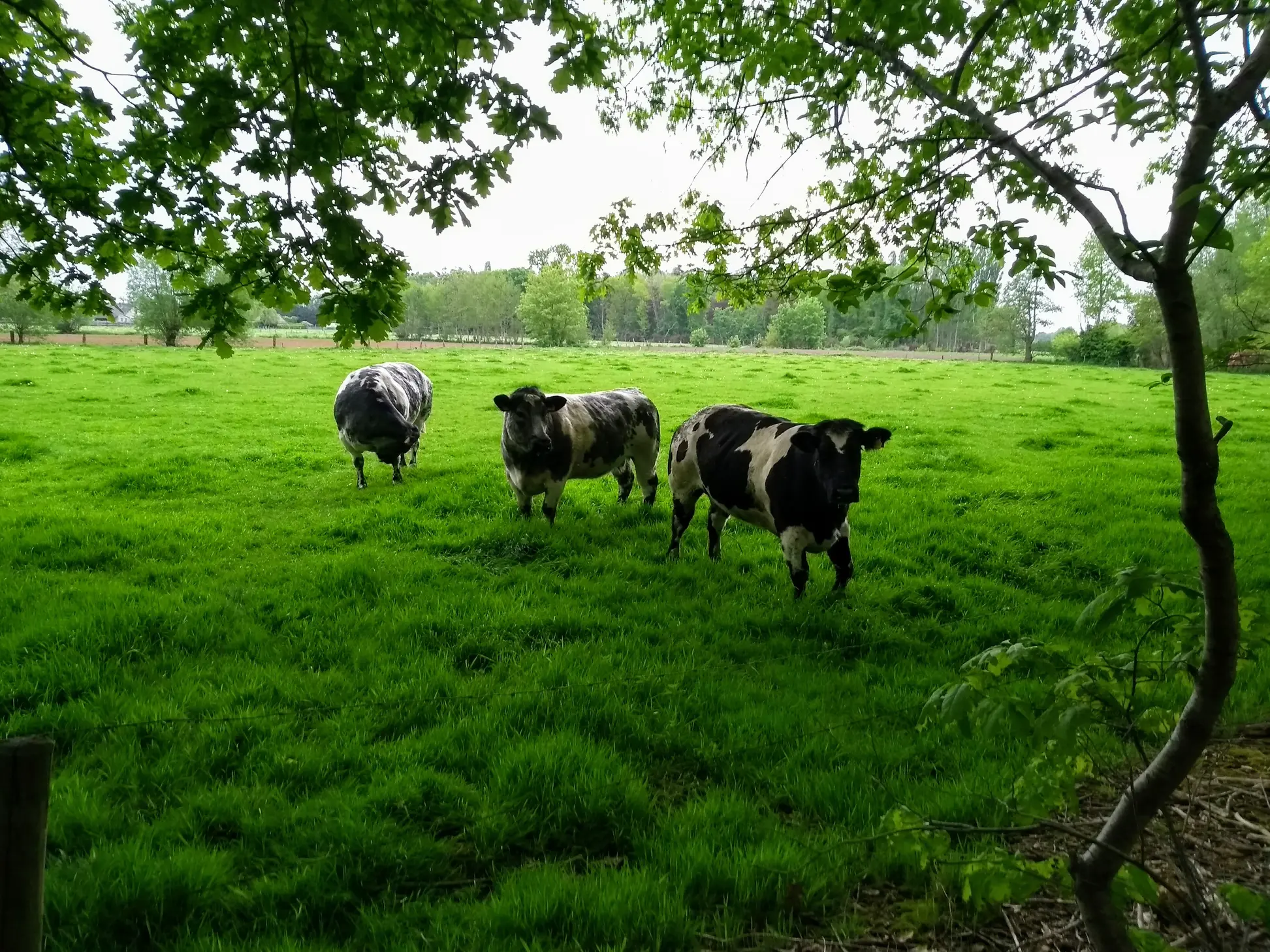 Bruges to Damme: E-Bike Countryside Escape