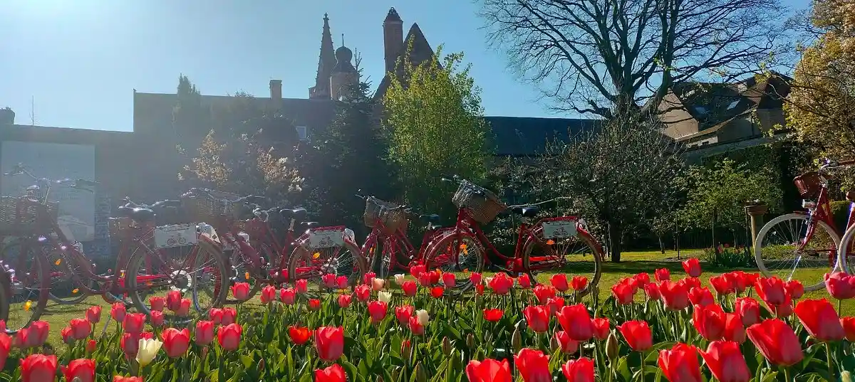 Tulips in Hof Bladelin